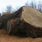 trees-01